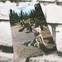 Vintage Postcard MT. Mckinley National Park Traning Husky Dogs Collectible - $5.93