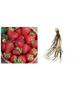 Lot Of 25 Plants Seascape Strawberry Plants - $72.99