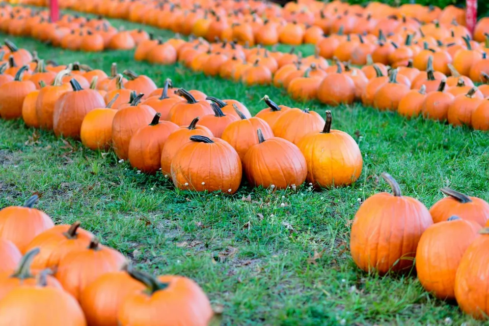 LWS Connecticut Field Pumpkin Oranic Non Gmo Herb 10 Seeds Fast Shipping - £6.90 GBP