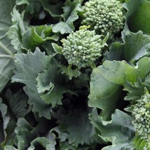 Broccoli Raab Seeds 600 Spring Rapini Vegetable Garden - £3.30 GBP