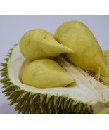 Rare Durian Live Plant (Different Varieties). 3 Years Old, Grafted, Potted. - £243.76 GBP