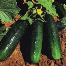 Spacemaster 80 Cucumber Gardening Fresh USA SHIPPING - $13.09