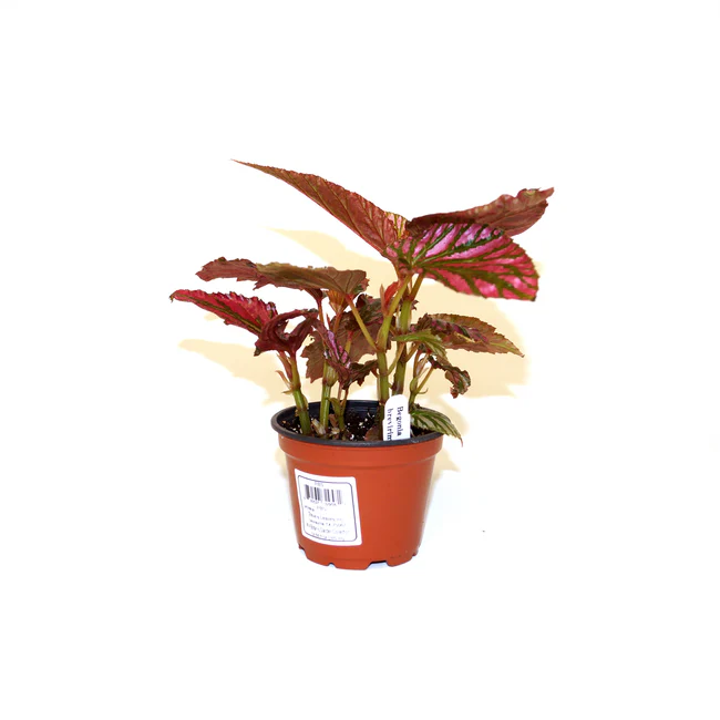 LWS Begonia Brevirimosa Subsp. Exotica 3 Until 4 inch Fast Shipping - $59.98