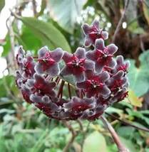 Potted,Hoya, Carnosa Flower Garden Plants, 20 PCS SEEDS D - £12.22 GBP