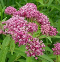 USA Red Swamp Milkweed Rose Asclepias Incarnata 75 Seeds - £8.78 GBP