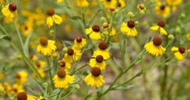 50 Helenium Purple Headed Tiny Dancer Seeds Perennial Flower - £14.44 GBP