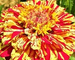 Zinnia Seeds Peppermint Stick 100  Seeds Non-Gmo Fast Shipping - $7.99