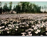 Floral Field of Calla Lilies 1910 DB Postcard P21 - $1.93
