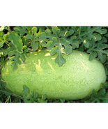 20 Seeds Charleston Grey red Watermelon Heirloom beautiful pale green sk... - $36.84 MXN