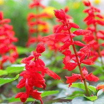 New Fresh USA Seller 400 Scarlet Sage Salvia Flower Seeds - $13.96