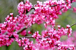 SGHOST 20 Tennessee Pink Redbud Seeds Cercis Canadensis Tennessee Pink USA Selle - $11.27