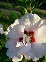 Double Flower White Althea Rose of Sharon 1 Gal. Plant Large Easy Grow P... - $48.45