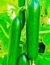 Fresh Harvest Tendergreen Burpless Cucumber Seeds - $4.47