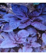 Dark opal basil *100 seeds - £7.57 GBP