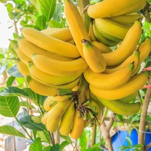 Exotic Dwarf Banana Seeds - Small Banana 15 Seed Pack, Indoor/Outdoor Tropical F - $8.50