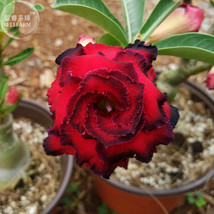 Great Fortunes Adenium Desert Rose 2 Seeds Dark Red Spiral Petals With Black Edg - £4.91 GBP