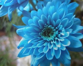 Sky Blue Chrysanthemum Mums Flowers 200 Seeds - £5.60 GBP