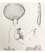 Southern Buffalo &amp; Turkey Gnats Insect Victorian 1887 Art Print Entomolo... - $474.98 MXN