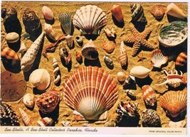 Florida Postcard Sea Shells A Seashell Collectors Paradise  - $2.07