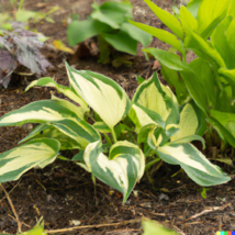 Hosta Mix A Variety Of Mixed Colors And Species 25 Seeds  - $10.92