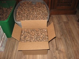 Pecans Squirrel and Parrot Grade 15 pounds - €26,23 EUR