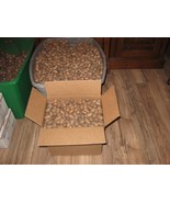 Pecans Squirrel and Parrot Grade 15 pounds - $30.00