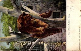Postcard Super Sale -BEAR At Lincoln Park Zoo Chicago IL-1907-BK44 - £1.57 GBP