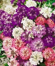 50 Iberis Umbellata Evergreen Candytuft Flower Seeds Mix Deer ResistantF... - $8.35