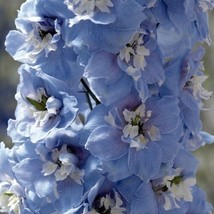 25+ Magic Fountains Sky Blue W White Bee Delphinium Flower Seeds Perennial - £7.77 GBP