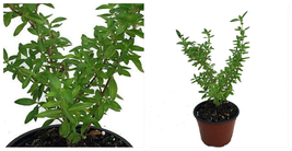 Japanese Snow Rose Serissa - Bonsai or House Plant - 4&quot; Pot - C2 - £42.29 GBP
