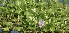  12 WATER HYACINTH POND PLANTS  100% Organic + Free Red Mangroves  - £23.91 GBP