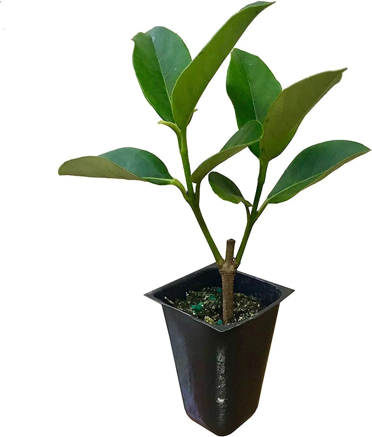 Sweet Viburnum Odoratissimum Live Plants Privacy Hedge - $40.77
