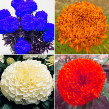 Tagetes Erecta Purple Orange White Red Flowers 100 Seeds Big Blooms French Marig - $7.37