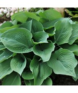 LKS Hosta Blue Angel 3 Plant Roots Shade Garden Summer Flower Home Garden - $55.72