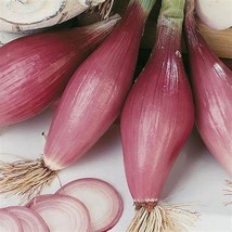 ONION RED OF FLORENCE, 300 SEEDS R - $304.51 MXN
