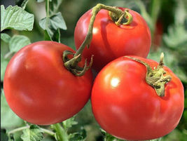 50 Seeds Homestead Tomato Hybrid Vegetable Garden - $9.70