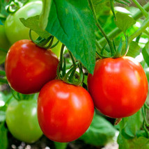 50 Seeds Glacier Tomato Juicy Tomatoe Vegetable Garden  - £5.33 GBP