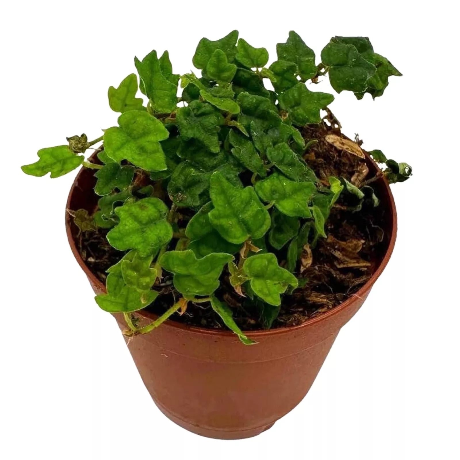 String of Frogs a 2 in Pot Frog Feet Plant Ficus pumila Quercifolia Oak - £26.97 GBP
