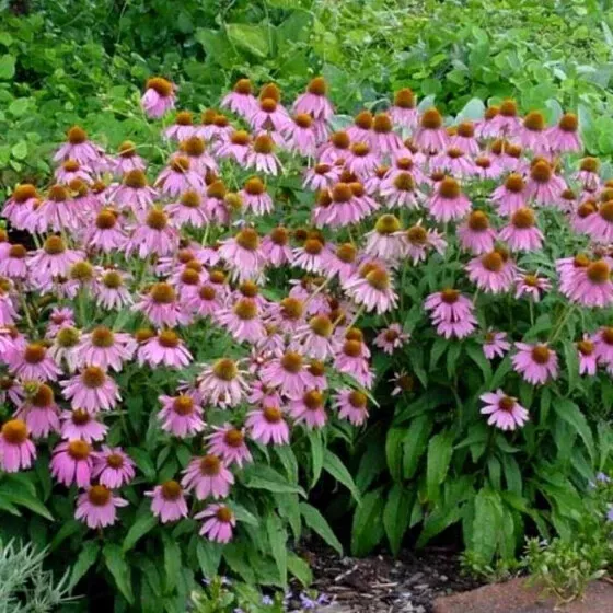 Purple Coneflower, Echinacea Purpurea, Butterflies Hummingbirds Bees, Ba... - $19.00