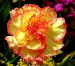 Adenium Golden Petals with Light Pink Edge Flower, 2 seeds - £9.53 GBP