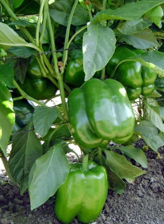 Green Bell Pepper  30 Bell Pepper  Florida Grown Seeds – Easy to Grow - $62.39 MXN