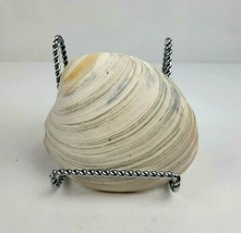 Natural Clam Shell Sea Shell 4.75&quot; x 4.75&quot;  - £4.77 GBP