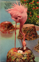 Vtg Postcard, A Flamingo Nesting at Hialeah Race Course, Miami Florida - £5.09 GBP