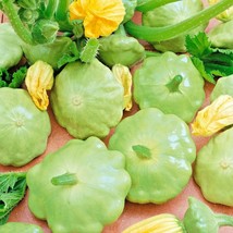 BStore 40 Seeds Bennings Green Tint Summer Squash Seed Organic Heirloom Vegetabl - £7.08 GBP