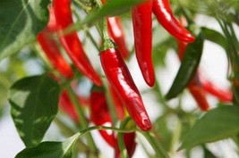 Chili cayenne's peppers seeds - 100 seeds - code 053 - $91.84 MXN Chili cayenne's peppers seeds - 100 seeds - code 053 - $91.84 MXN