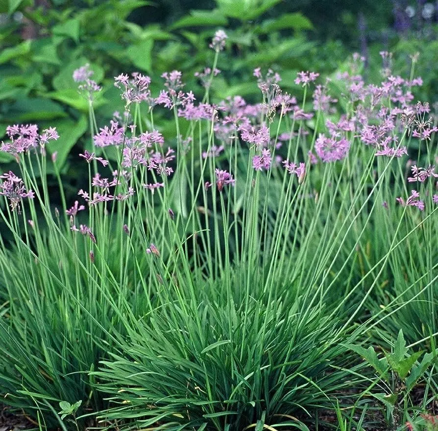 Society Garlic Large Plants Tulbaghia Violacea Live - $63.89