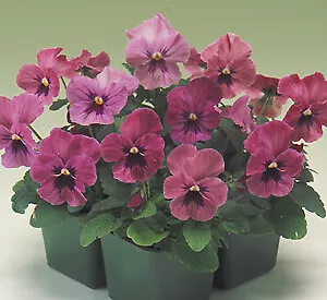 Pansy Nature Rose Pink 250 seeds - £27.86 GBP
