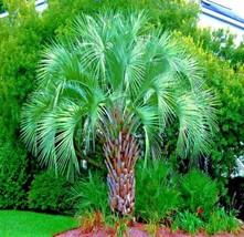 FROM USA 10 Jelly Pindo Palm Tree Seeds (Butia capitata) Cold Hardy Tropical Fru - $13.95