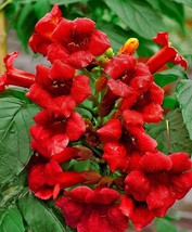 KKG Hummingbird Trumpet Vine Mix 25 Seeds Perennial Fresh Garden - $8.89