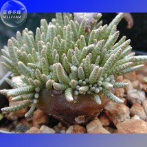 Avonia Albissima Seeds 5 10 Seeds a tiny grey semidesert plant E4019 - $11.99